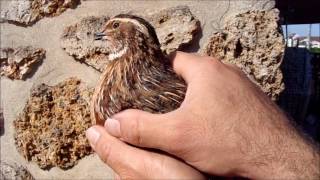 Elevage de cailles  différencier le mâle de la femelle [upl. by Tindall676]