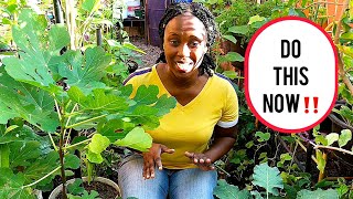 Companion Planting Benefits You Never Knew About [upl. by Ardath]