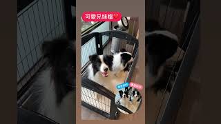 邊境牧羊犬 寵物美容師日常 [upl. by Acsicnarf]