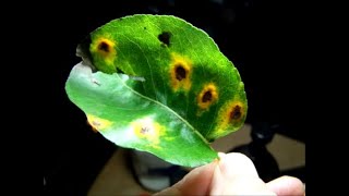 Pear Rust Treatment Ideas [upl. by Yelsiap]