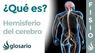 HEMISFERIO CEREBRAL  Qué es dónde se sitúa funciones y lesiones [upl. by Kiley]