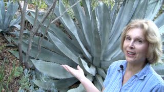 What You MUST Know About Century Plants Agave americana [upl. by Pomona]