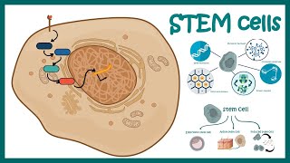 What is stem cell therapy [upl. by Llain]