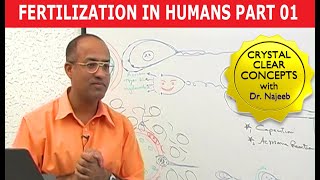 Fertilization in Humans  Conception  Embryology  18 [upl. by Sisile]