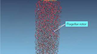 Chemotaxis Molecular Events [upl. by Neffets]