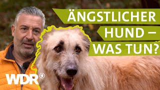 Hilfe bei ängstlichem Hund  Hunde verstehen 3  Tierratgeber  WDR [upl. by Neeuq441]