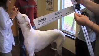 Guinness Book of World Records attempt Tallest Female Dog  Living [upl. by Lehplar]