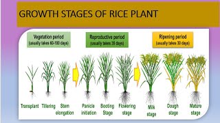 Growth stages of Rice plants  different stages are covered in detailed  in rice plant [upl. by Bergerac]