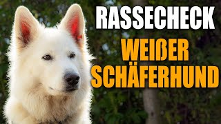 Weißer Schweizer Schäferhund Rassecheck  Rasseportrait Rassebeschreibung [upl. by Nynnahs]