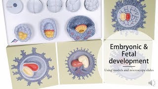 Embryonic amp Fetal development [upl. by Teews682]