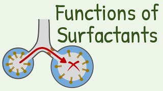 Functions of Surfactants in Alveoli [upl. by Hammond783]