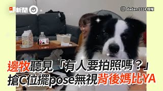 邊牧聽人喊「要拍照嗎？」秒搶C位擺pose 無視背後媽比YA｜邊境牧羊犬｜搶鏡頭｜精選影片 [upl. by Aikit]