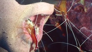 Shrimps and Cleaners  Reef Life of the Andaman  Part 21 [upl. by Dunseath]