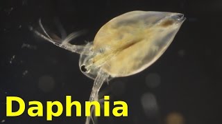 Daphnia [upl. by Divaj]