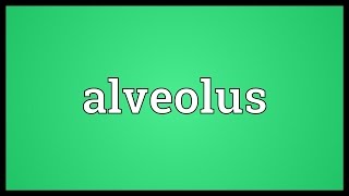 Alveolus Meaning [upl. by Airret]