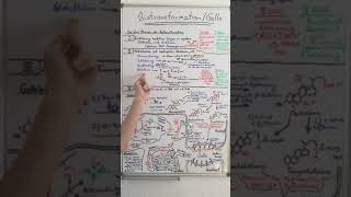 BIOTRANSFORMATION und GALLEBILDUNG ERFOLGREICH meistern  Biochemie Now [upl. by Cristal]