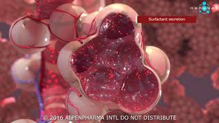 Pulmonary surfactant secretion  3D medical animation [upl. by Bussey]