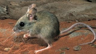 Desert Hopping Mouse [upl. by Llacam]