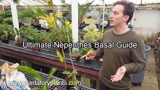 The Ultimate Nepenthes Basal Guide [upl. by Palmira]