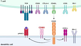 Types of Immune Cell Receptors [upl. by Kally450]