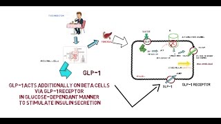 GLP1  Mechanism of Action [upl. by Hebe]