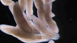 What Planarians Are Revealing About the Rules of Regeneration [upl. by Ahtamat93]