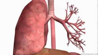 Respiratory System Introduction  Part 2 Bronchial Tree and Lungs  3D Anatomy Tutorial [upl. by Tiff]