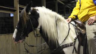 JJ how to ride gaited horse instructional video [upl. by Conrado]