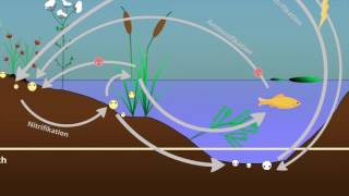 Stoffkreisläufe im Ökosystem See [upl. by Hayes]