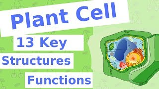 The Plant Cell  13 Key Structures [upl. by Barling]