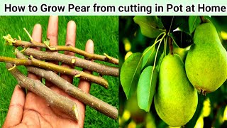 How To Grow An Pear trees from Stem [upl. by Haliek]