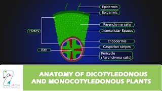 ANATOMY OF DICOTYLEDONOUS AND MONOCOTYLEDONOUS PLANTS [upl. by Blondell]