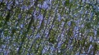 Plasmolysis in Elodea [upl. by Treiber]