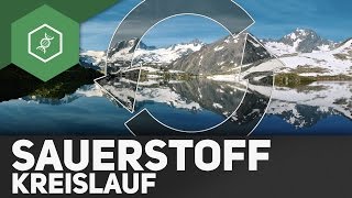 Sauerstoffkreislauf – Stoffkreisläufe 4 [upl. by Douglass806]