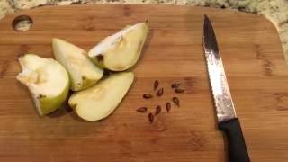 How To Grow Pear Trees From Seed Days 034 [upl. by Ailices]