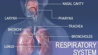 Anatomy and Physiology of Respiratory System [upl. by Greenburg401]