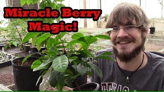 How to Grow Miracle Berry Trees in Containers [upl. by Esch]