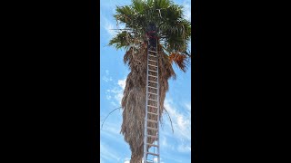 TRIMMING AN OVERGROWN PALM TREE [upl. by Wallinga720]