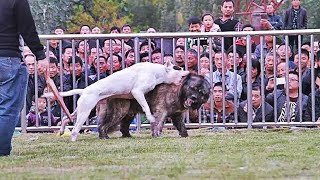 Dogo Argentino vs Pastor Del Cáucaso FACTS [upl. by Ulda172]