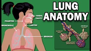 ANATOMY OF THE LUNGS [upl. by Darnoc]