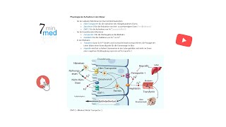 Physiologie  Eisen  Aufnahme und Homöostase im menschlichen Körper [upl. by Laenahtan]