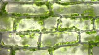 Cyclosis of chloroplasts in Elodea canadensis [upl. by Goldia824]