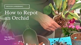 How to Repot or Transplant an Orchid by Tagawa Gardens [upl. by Eilata]