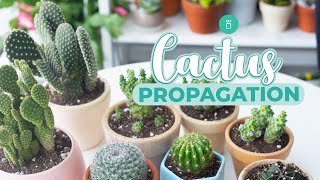 HOW TO PROPAGATE CACTUS EASY amp FAST [upl. by Chariot]