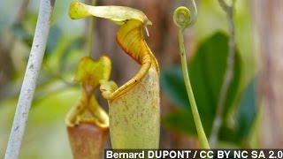 How Carnivorous Pitcher Plants Trap Their Prey [upl. by Amble]