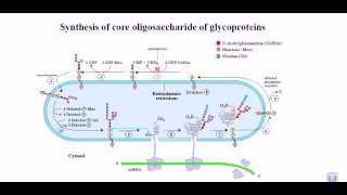 Synthesis of glycoprotein [upl. by Finbur]