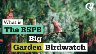 What is the RSPB Big Garden Bird Watch [upl. by Aisayn]