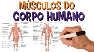 SISTEMA MUSCULAR  Nome Dos Principais Músculos Do Corpo Humano [upl. by Lenor]