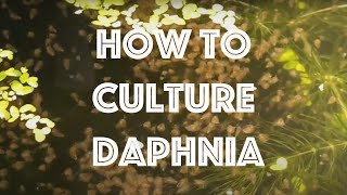 How To Culture Daphnia Magna [upl. by Ylime]