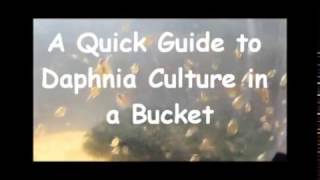 How to culture daphnia outside [upl. by Kelcey971]